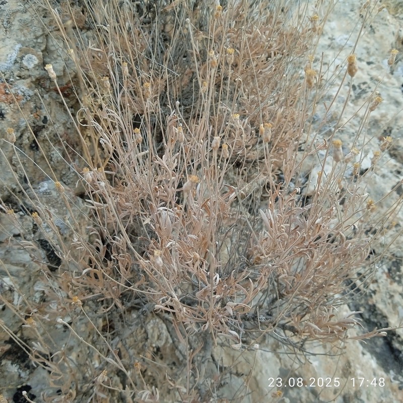 Lepidolopha nuratavica photo 3