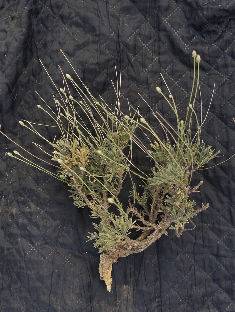 Lepidolopha nuratavica photo 4