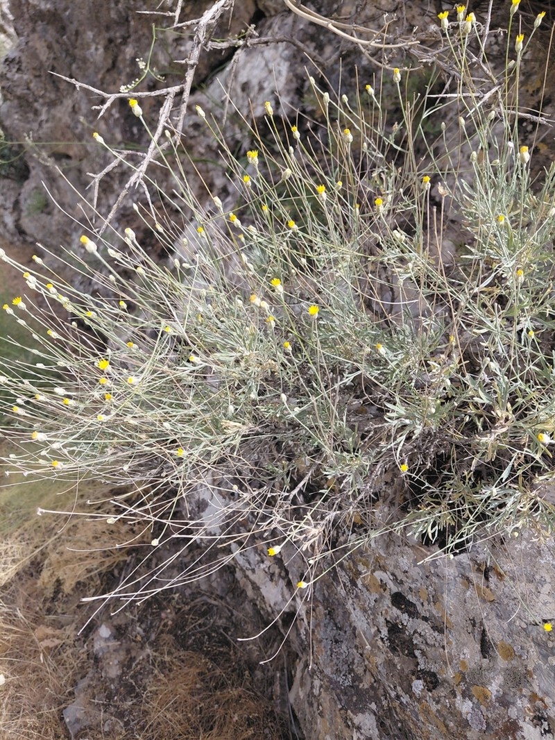 Lepidolopha nuratavica photo 5