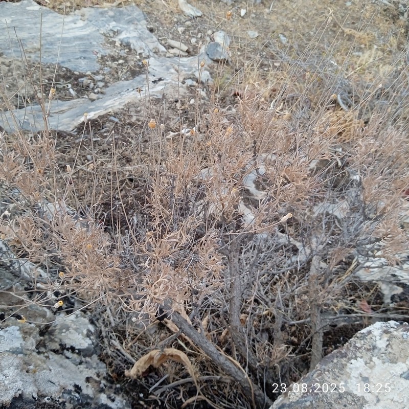 Lepidolopha nuratavica photo 6