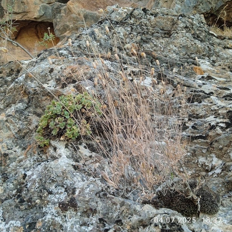 Lepidolopha nuratavica photo 7