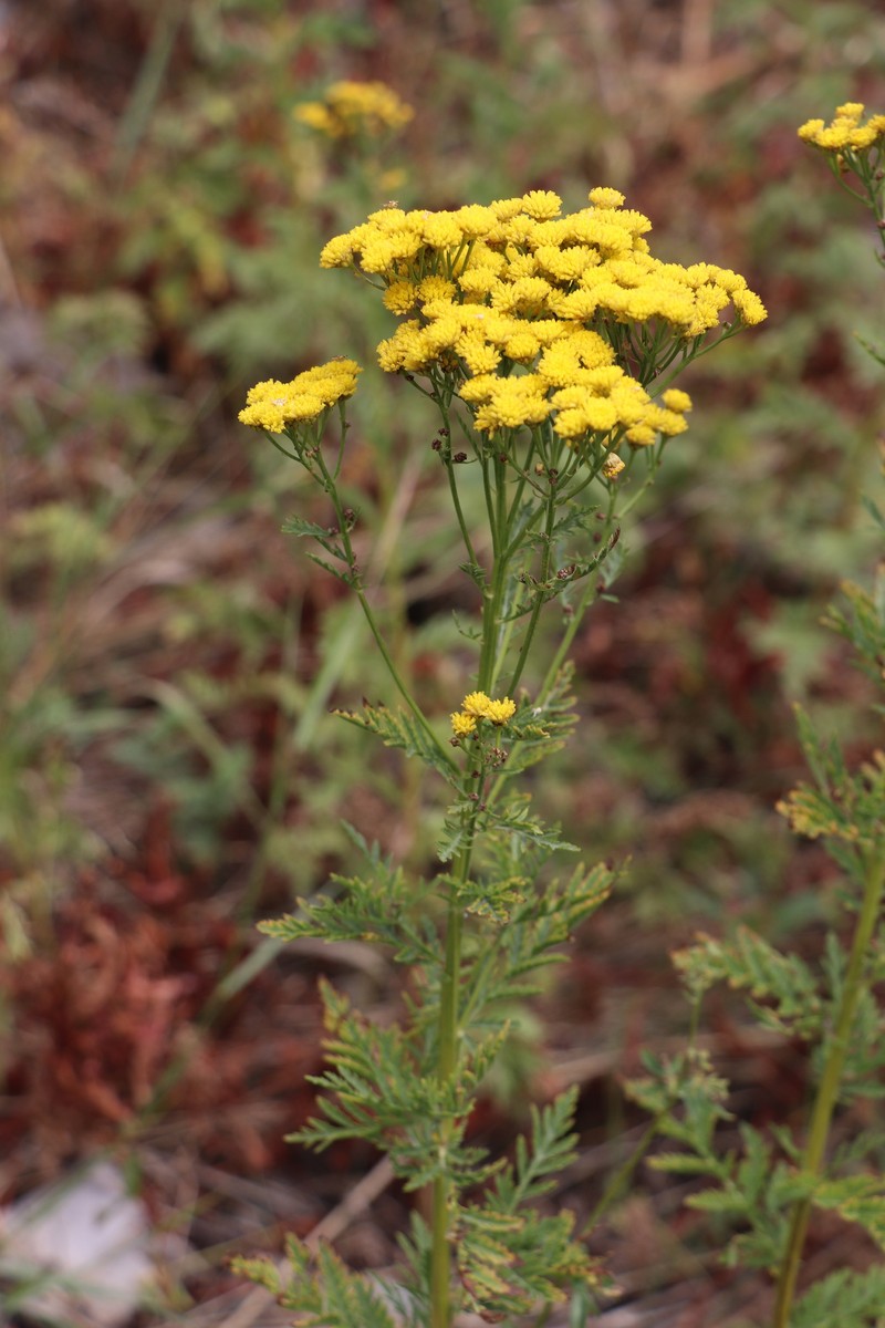 Lepidolopsis pseudoachillea
