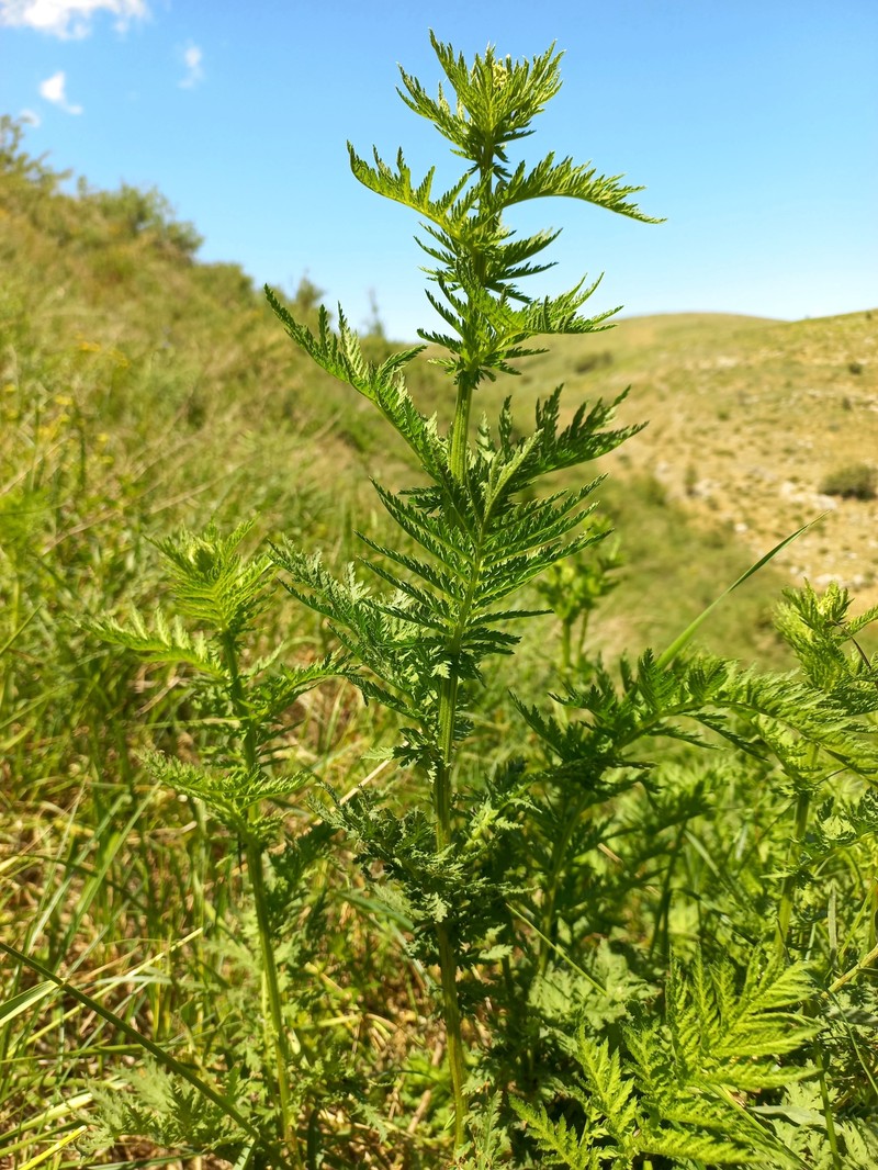 Lepidolopsis pseudoachillea photo 2