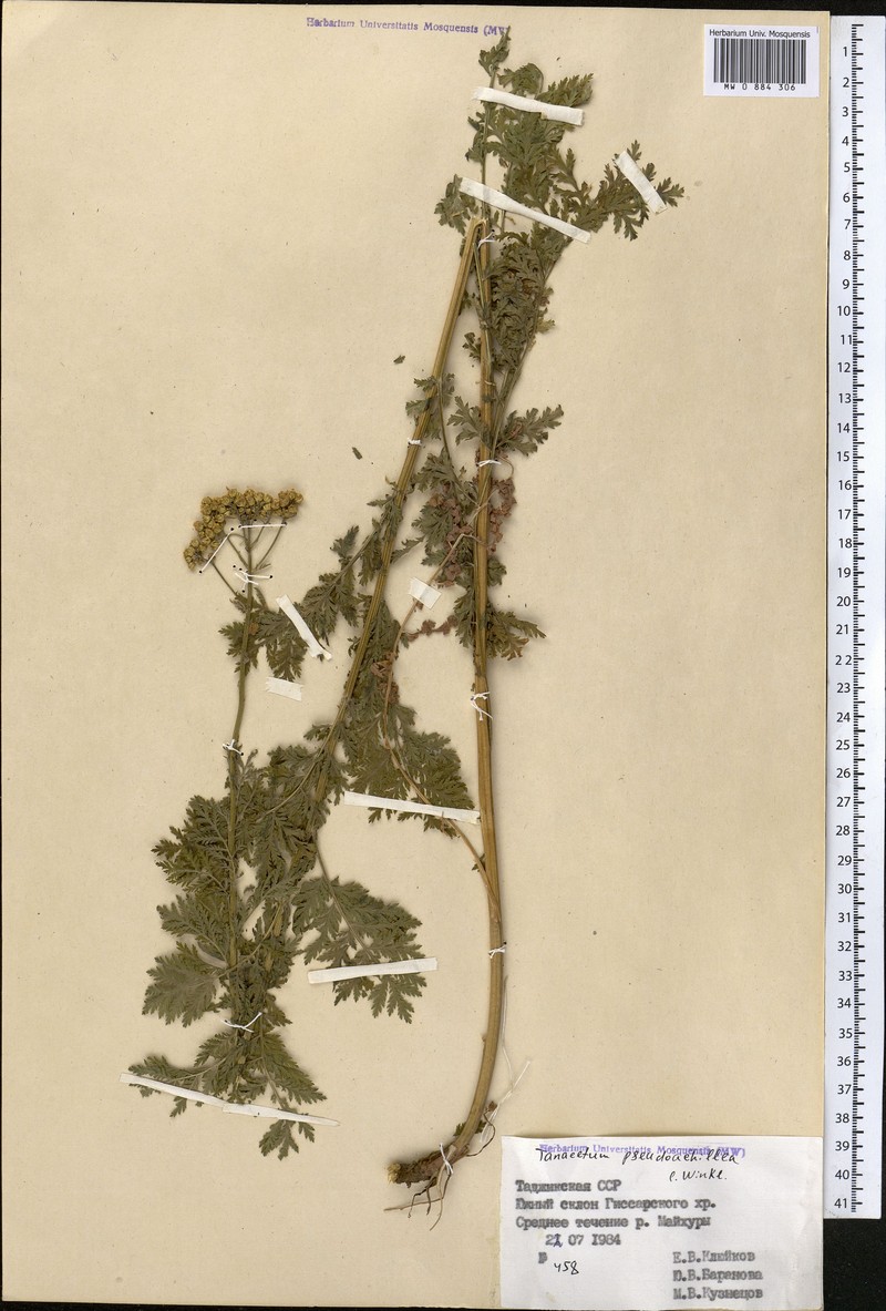 Lepidolopsis pseudoachillea photo 3