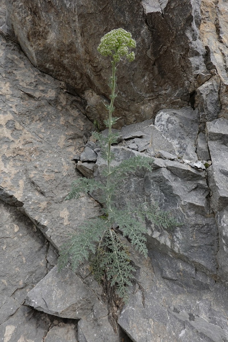 Lepidolopsis tadshikorum