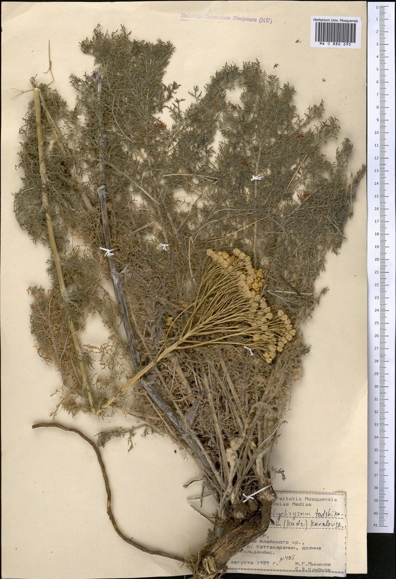 Lepidolopsis tadshikorum photo 2