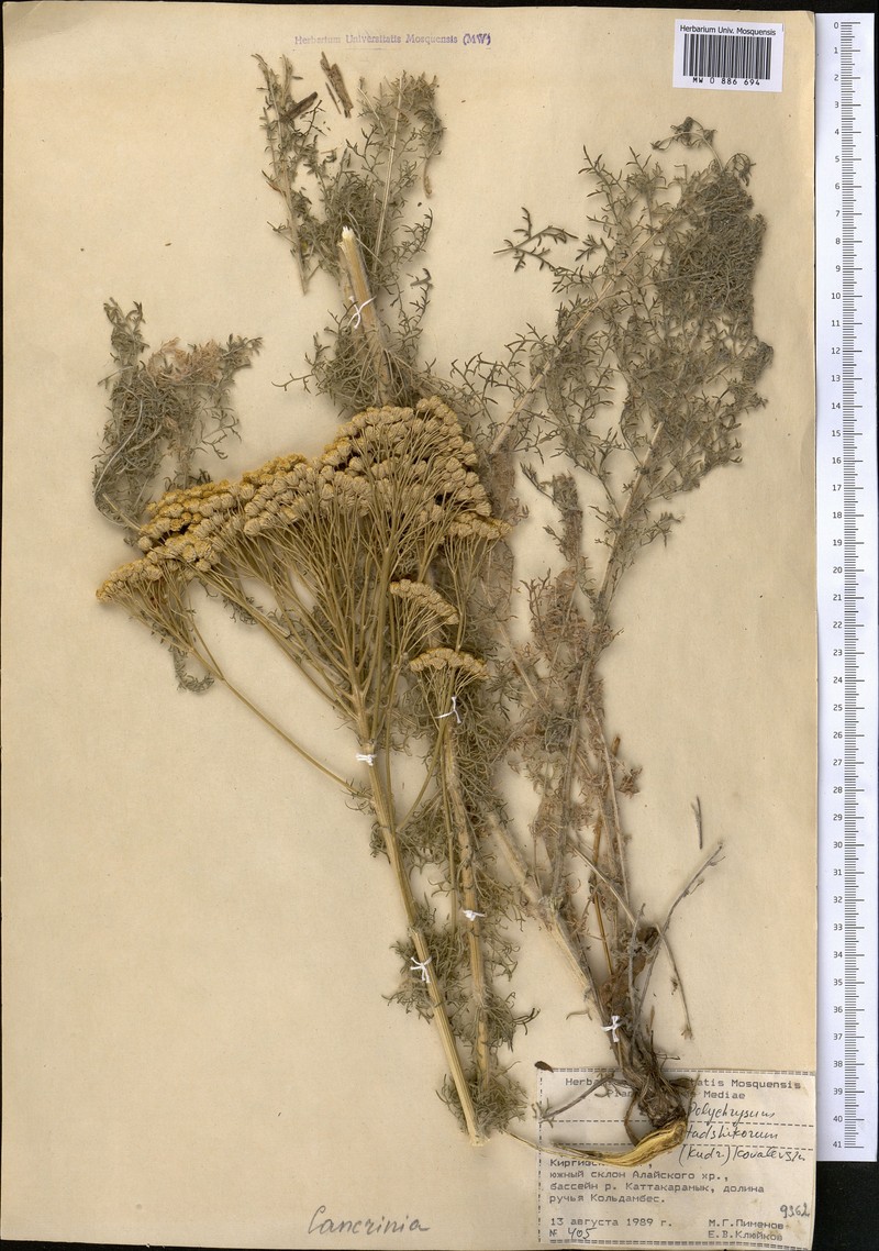 Lepidolopsis tadshikorum photo 3