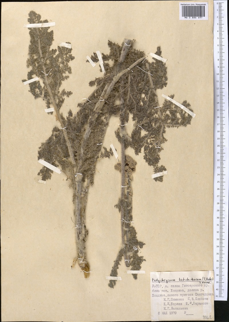 Lepidolopsis tadshikorum photo 4