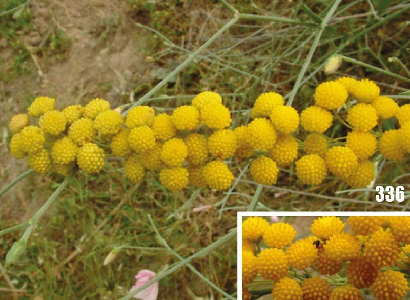Lepidolopsis turkestanica