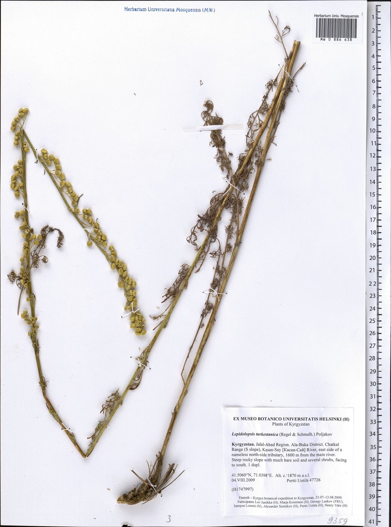 Lepidolopsis turkestanica photo 2