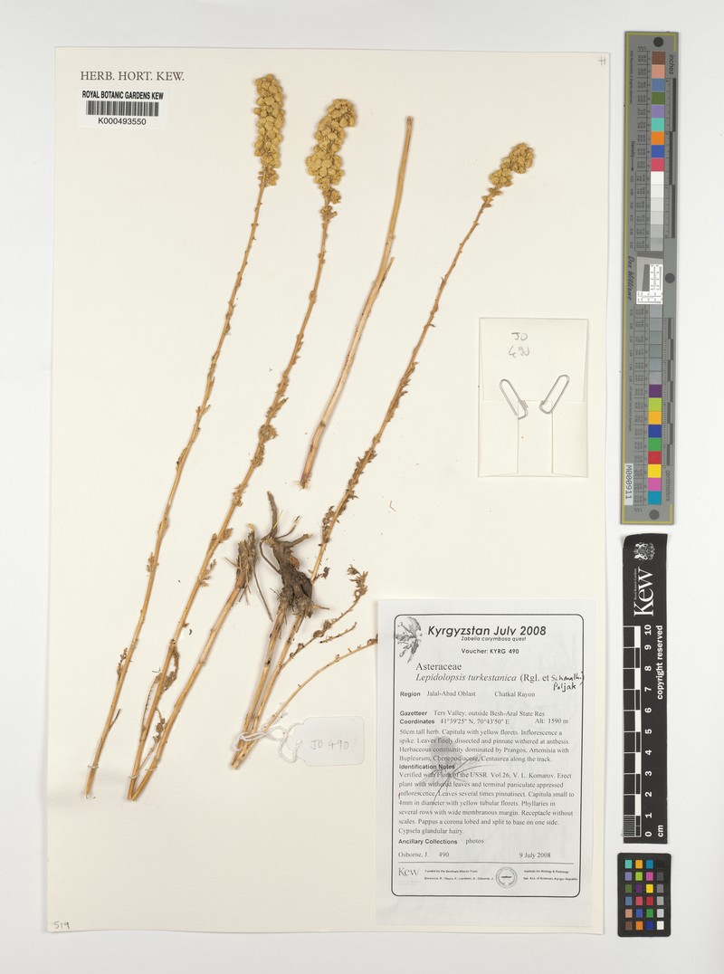 Lepidolopsis turkestanica photo 3