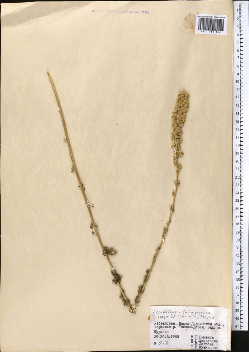 Lepidolopsis turkestanica photo 4