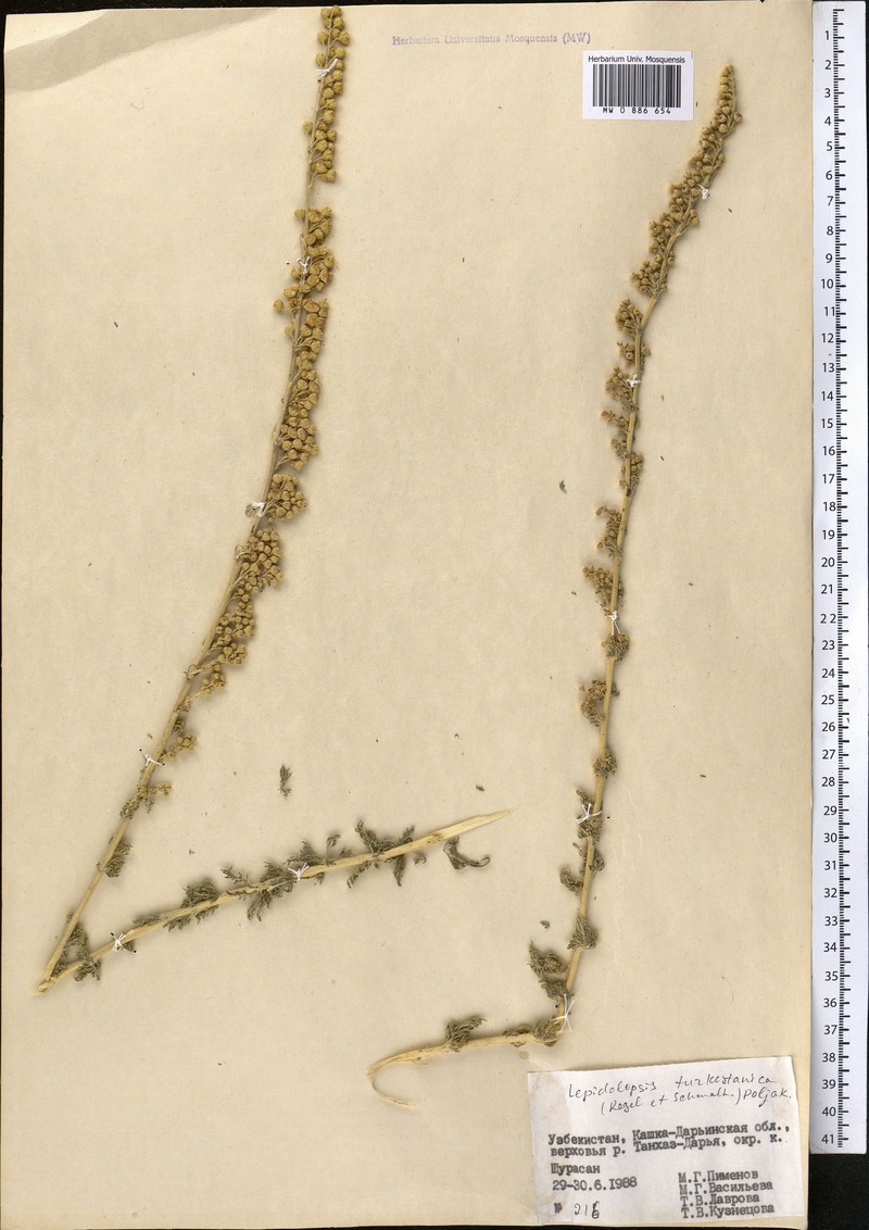 Lepidolopsis turkestanica photo 5