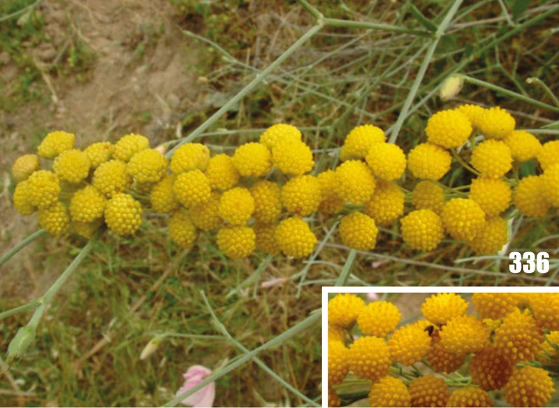 Lepidolopsis turkestanica photo 6