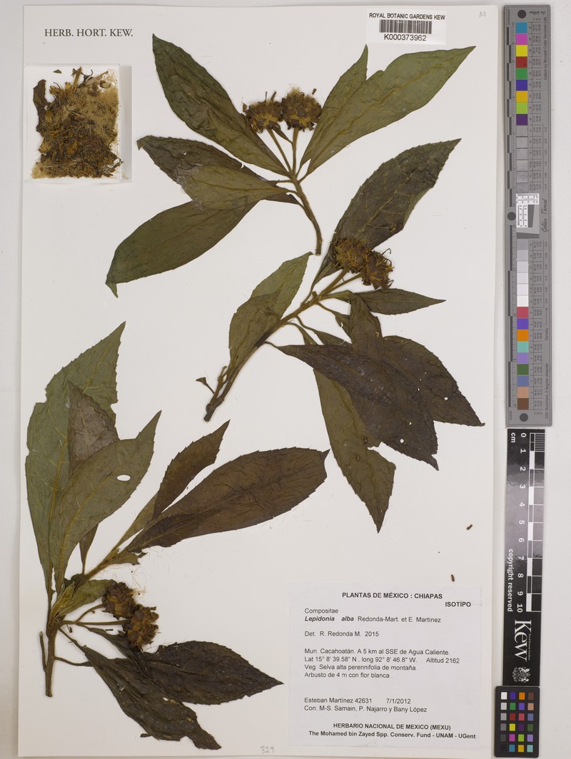 Lepidonia alba