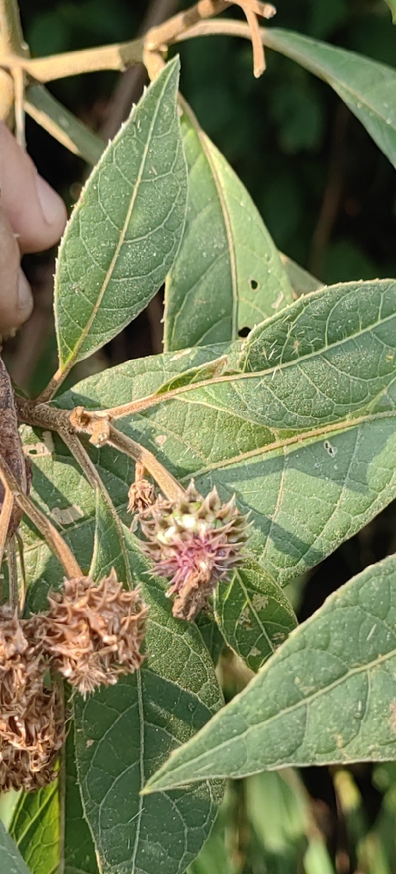 Lepidonia jonesii