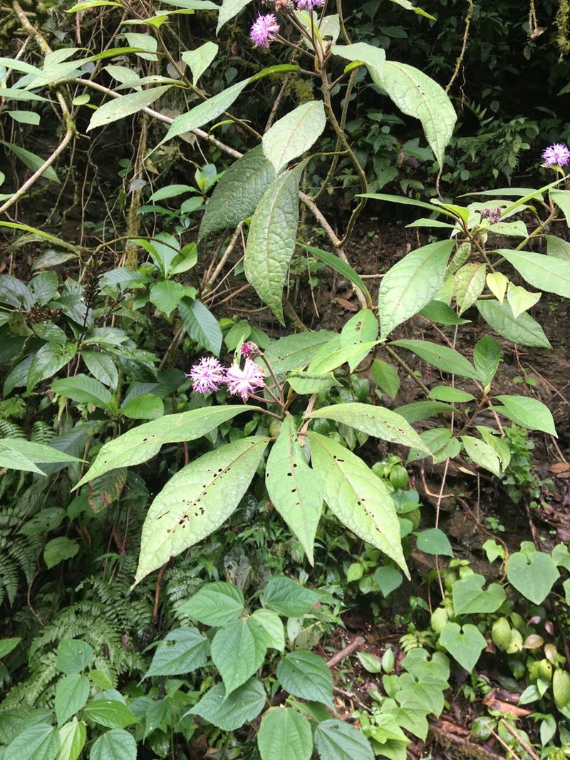 Lepidonia jonesii photo 3