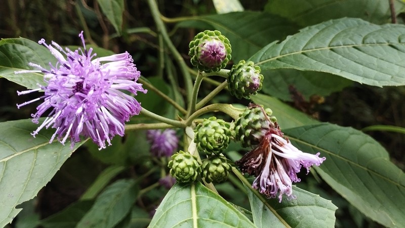 Lepidonia lankesteri