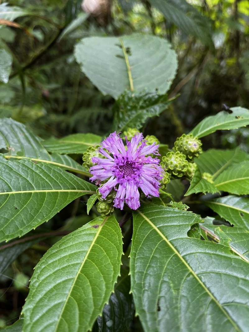 Lepidonia lankesteri photo 2