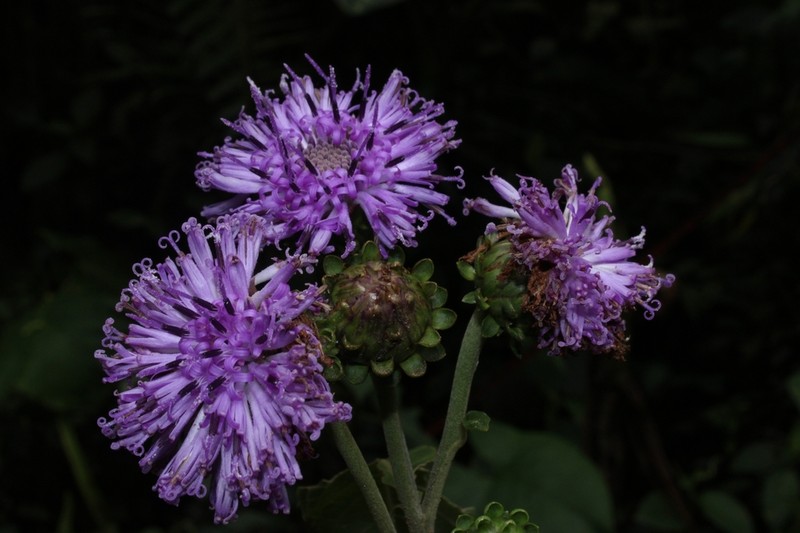 Lepidonia lankesteri photo 3