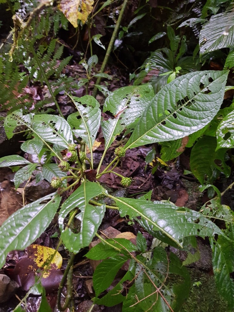 Lepidonia lankesteri photo 4