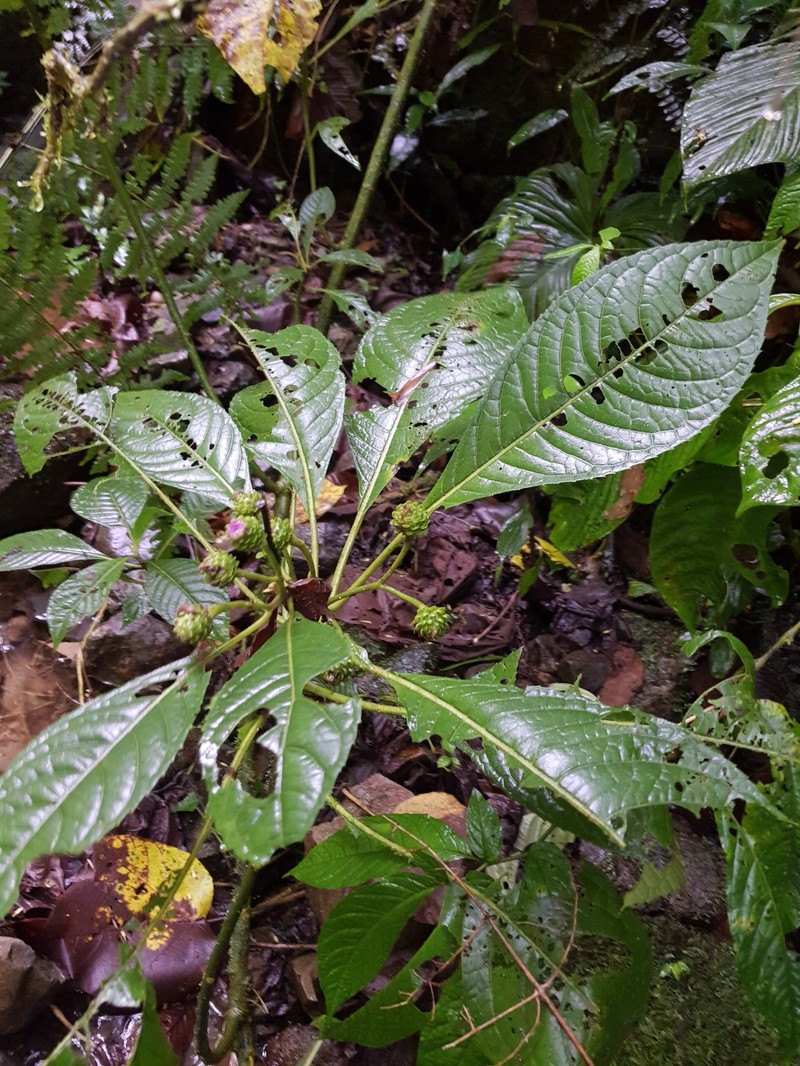 Lepidonia lankesteri photo 5
