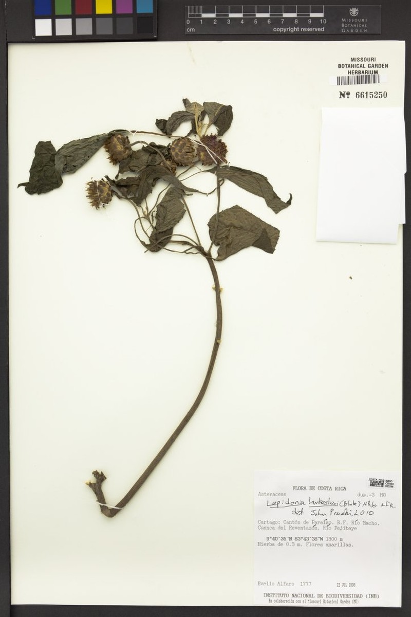 Lepidonia lankesteri photo 7