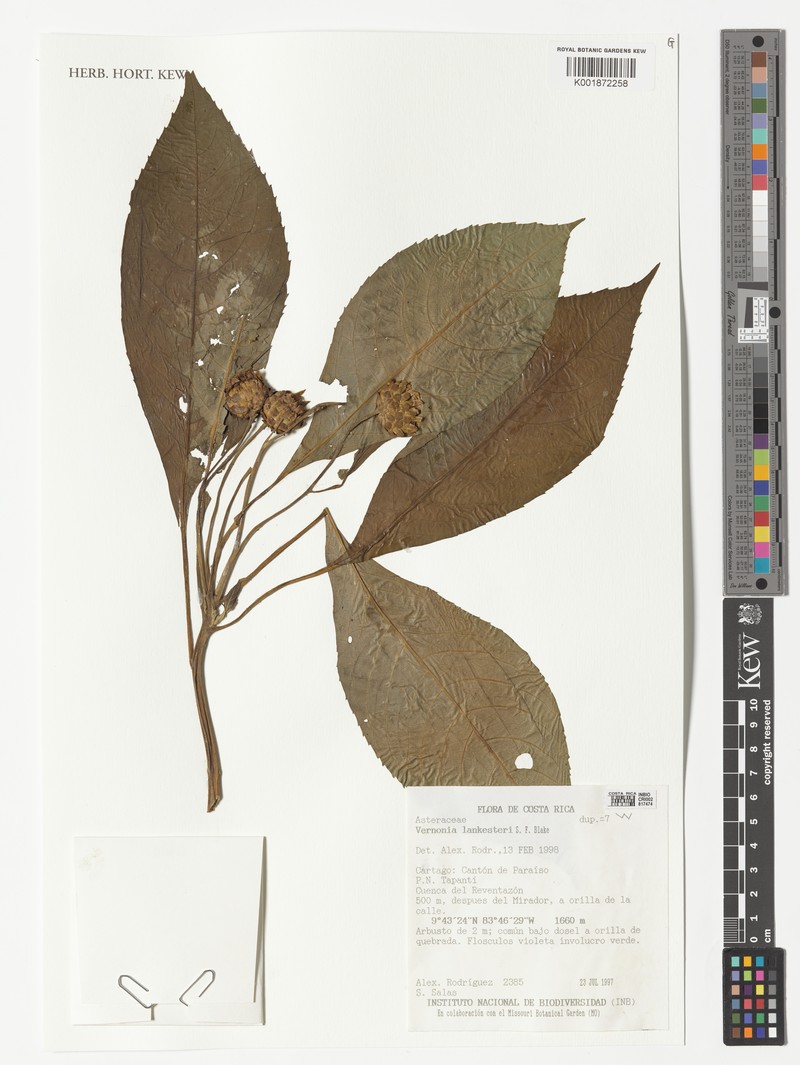 Lepidonia lankesteri photo 8
