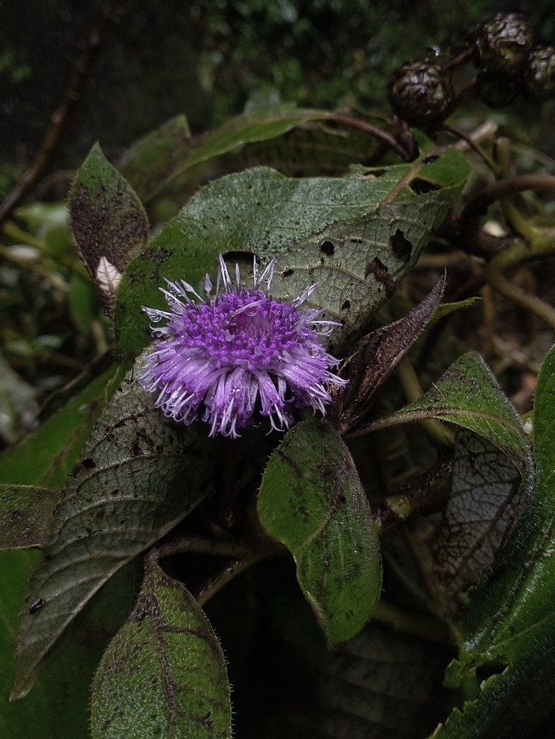 Lepidonia mexicana photo 2