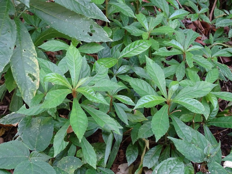 Lepidonia salvinae