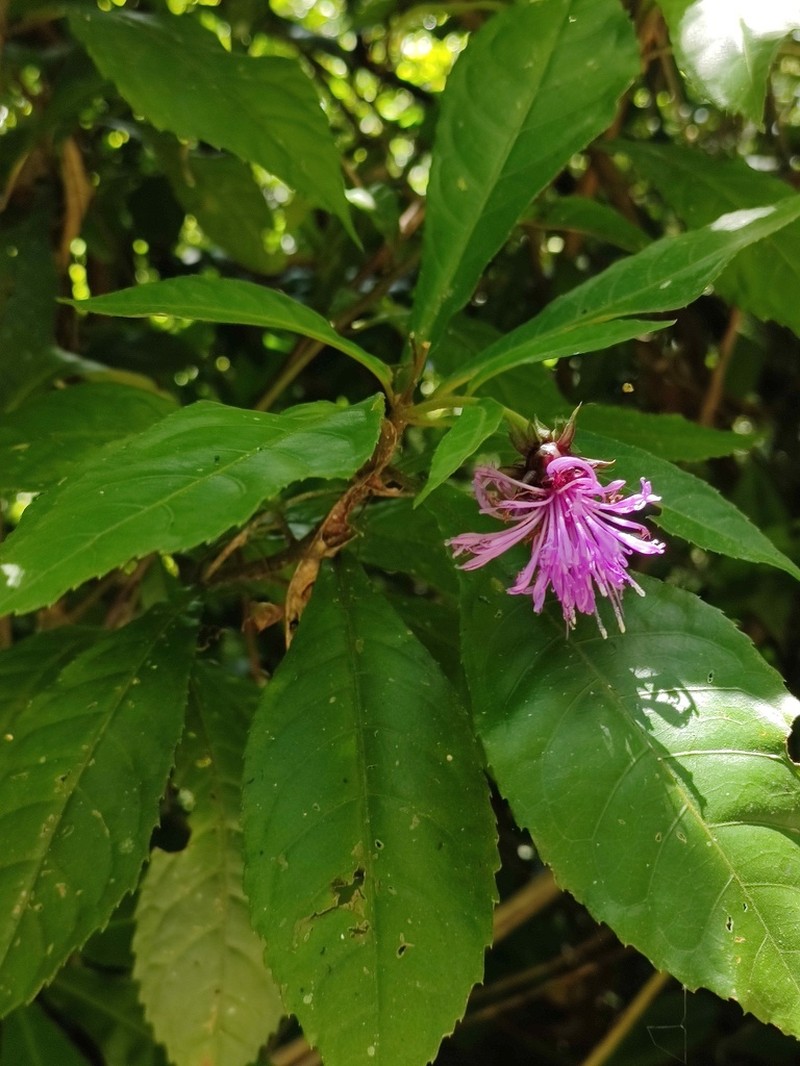 Lepidonia salvinae photo 2