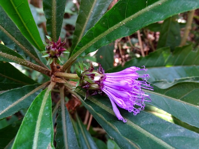 Lepidonia salvinae photo 3