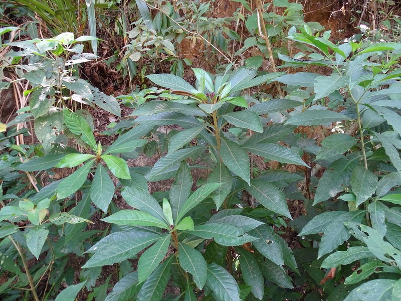 Lepidonia salvinae photo 4