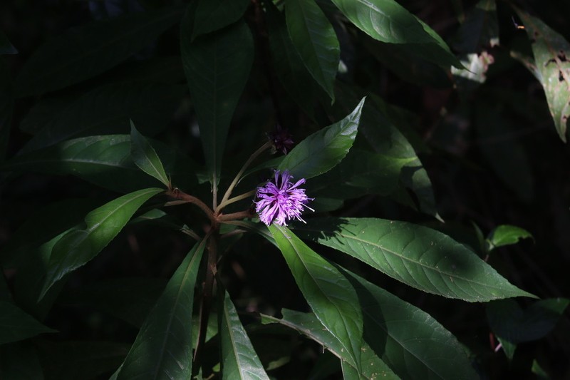 Lepidonia salvinae photo 5