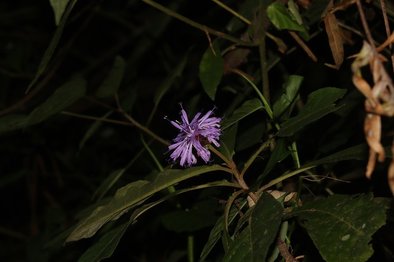 Lepidonia salvinae photo 6