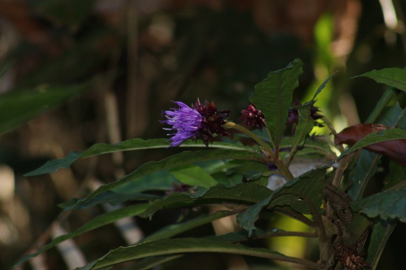 Lepidonia salvinae photo 7