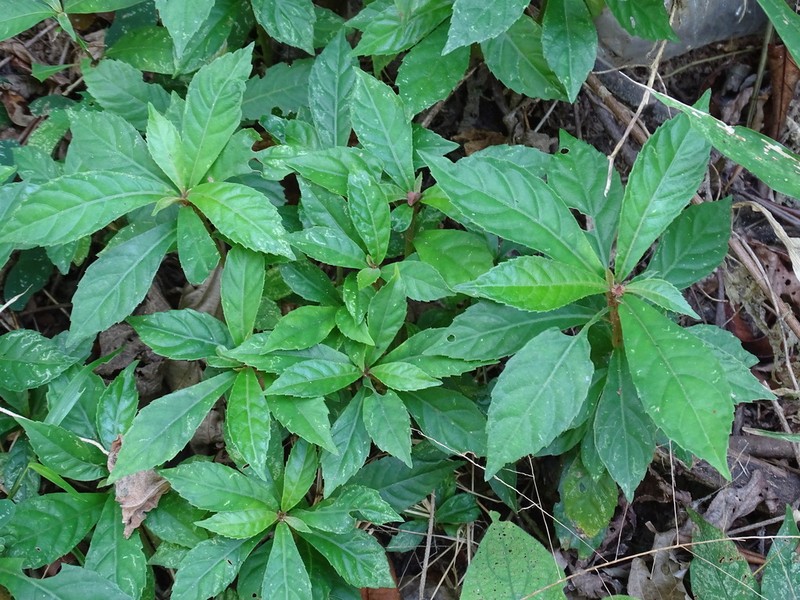 Lepidonia salvinae photo 8