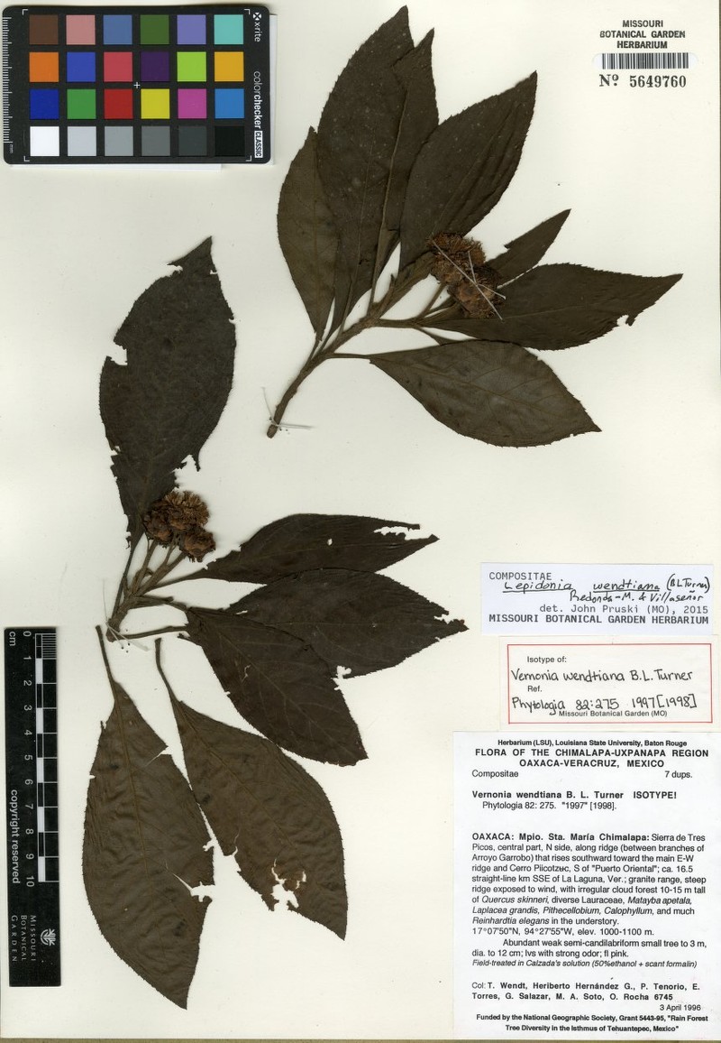 Lepidonia wendtiana