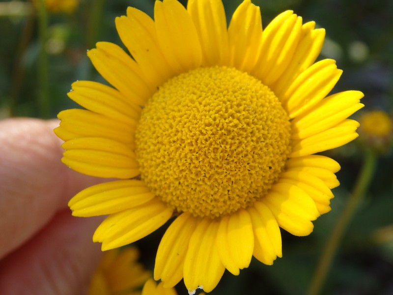 Lepidophorum repandum
