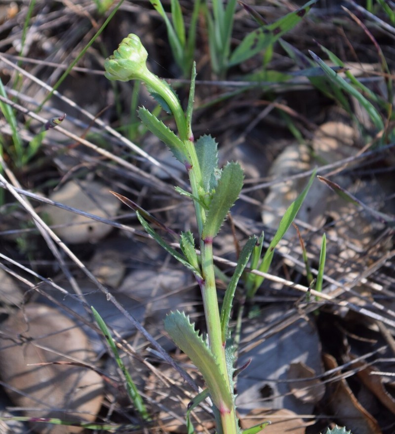 Lepidophorum repandum photo 2