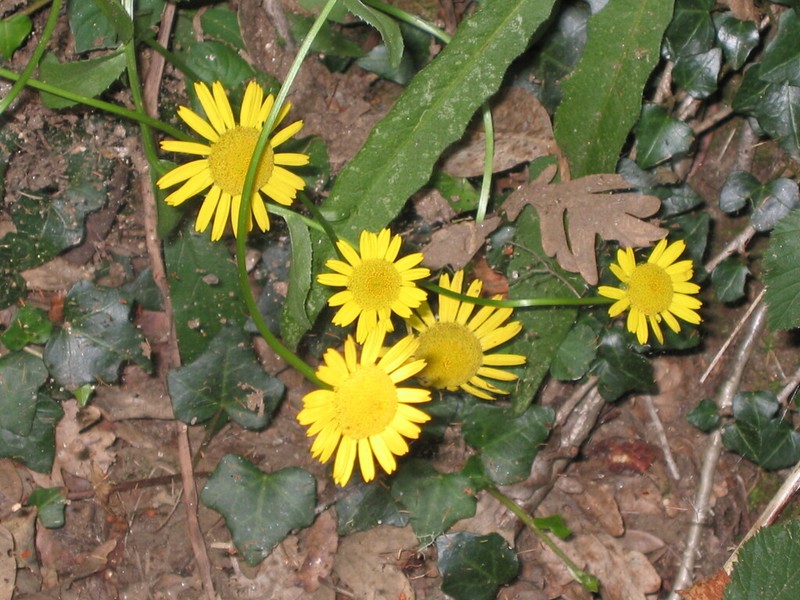 Lepidophorum repandum photo 3