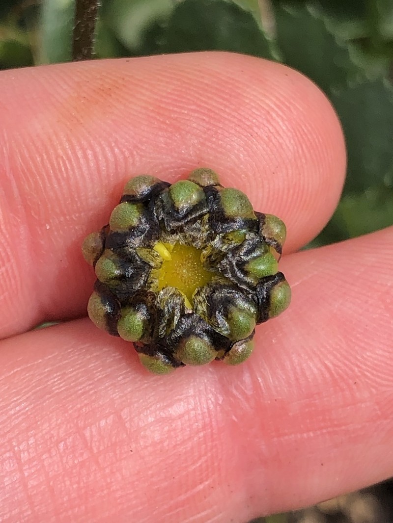 Lepidophorum repandum photo 4