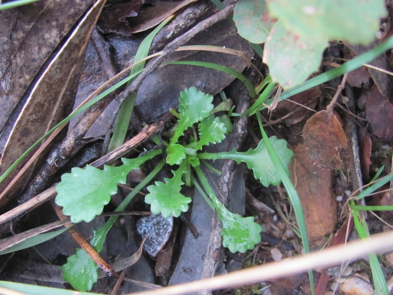 Lepidophorum repandum photo 5