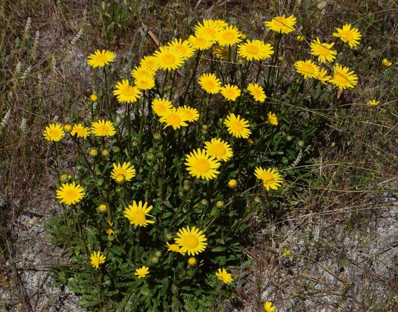 Lepidophorum repandum photo 6