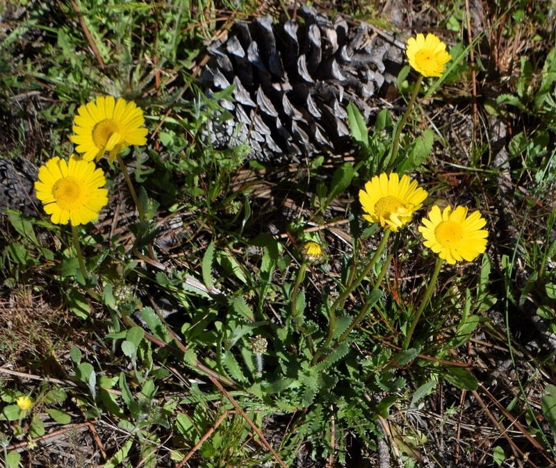 Lepidophorum repandum photo 7
