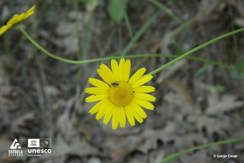 Lepidophorum repandum photo 8