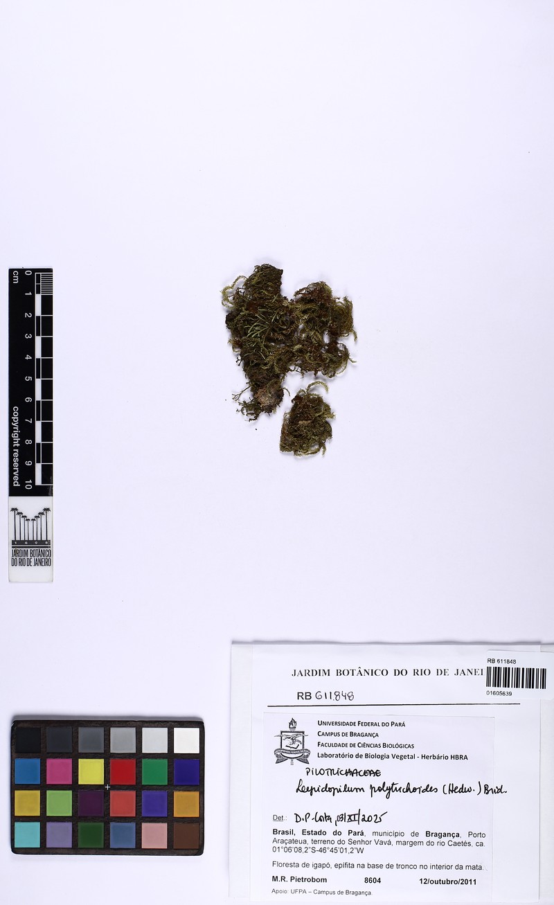 Lepidopilum Moss