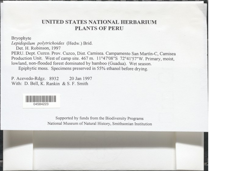 Lepidopilum Moss photo 2