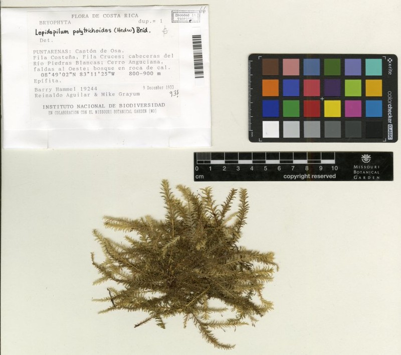 Lepidopilum Moss photo 3