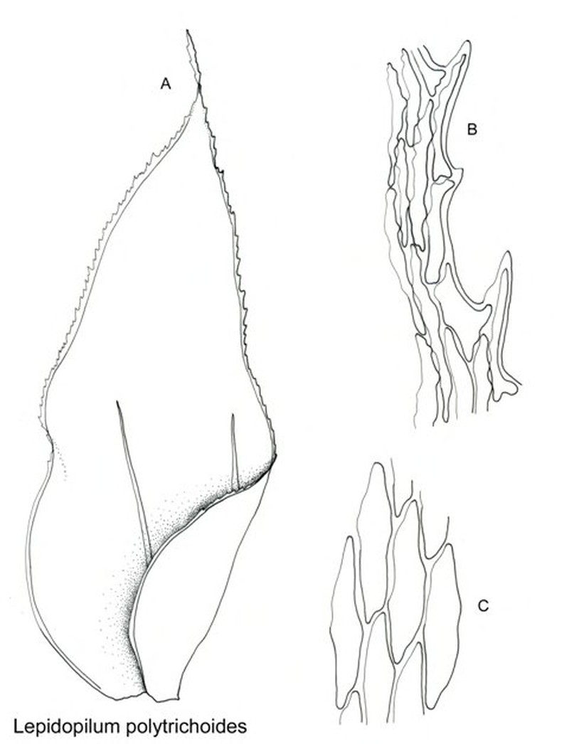 Lepidopilum Moss photo 4